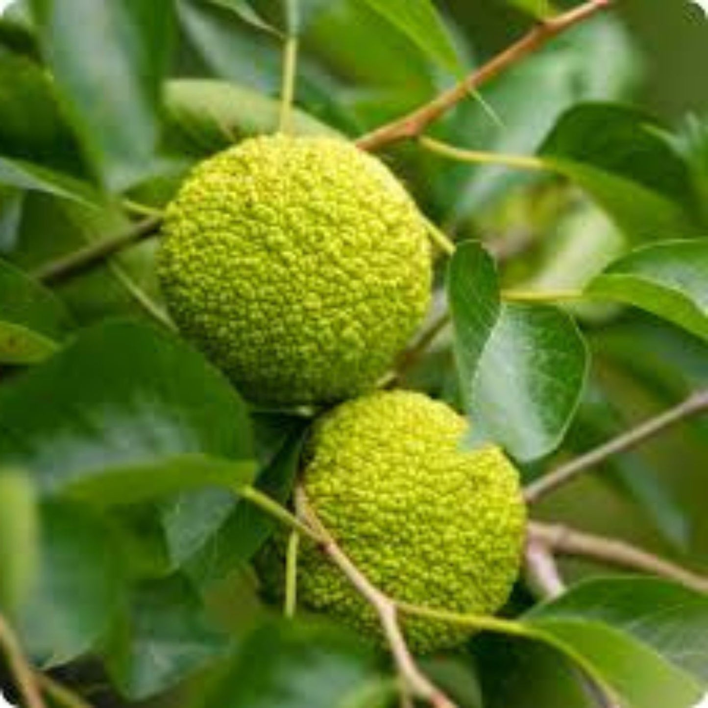Osage Orange Tree Seeds - 20 Pack - Exotic Fruit Tree Seeds - Maclura pomifera - Unique Ornamental and Fruit Tree Seeds
