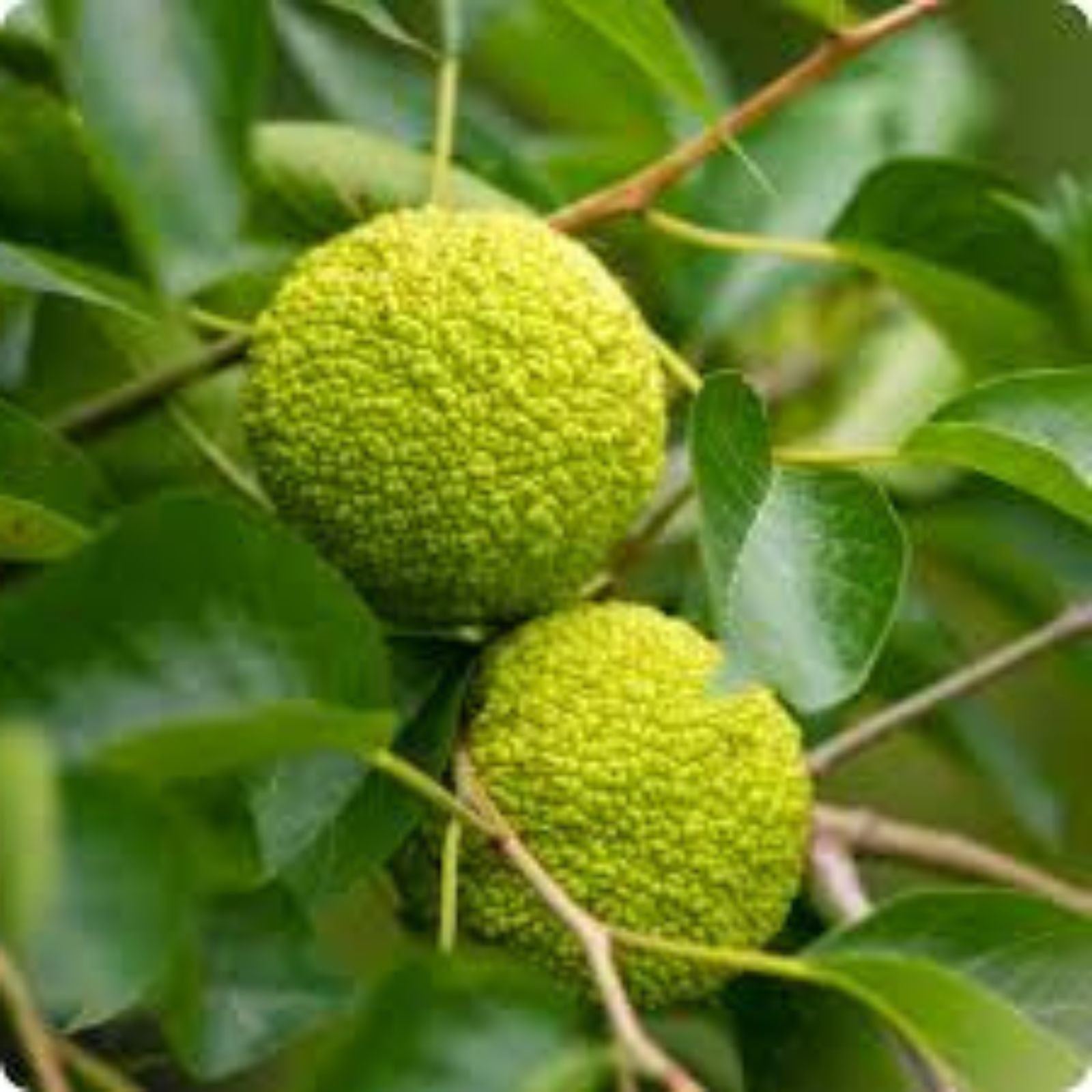 Osage Orange Tree Seeds - 20 Pack - Exotic Fruit Tree Seeds - Maclura pomifera - Unique Ornamental and Fruit Tree Seeds