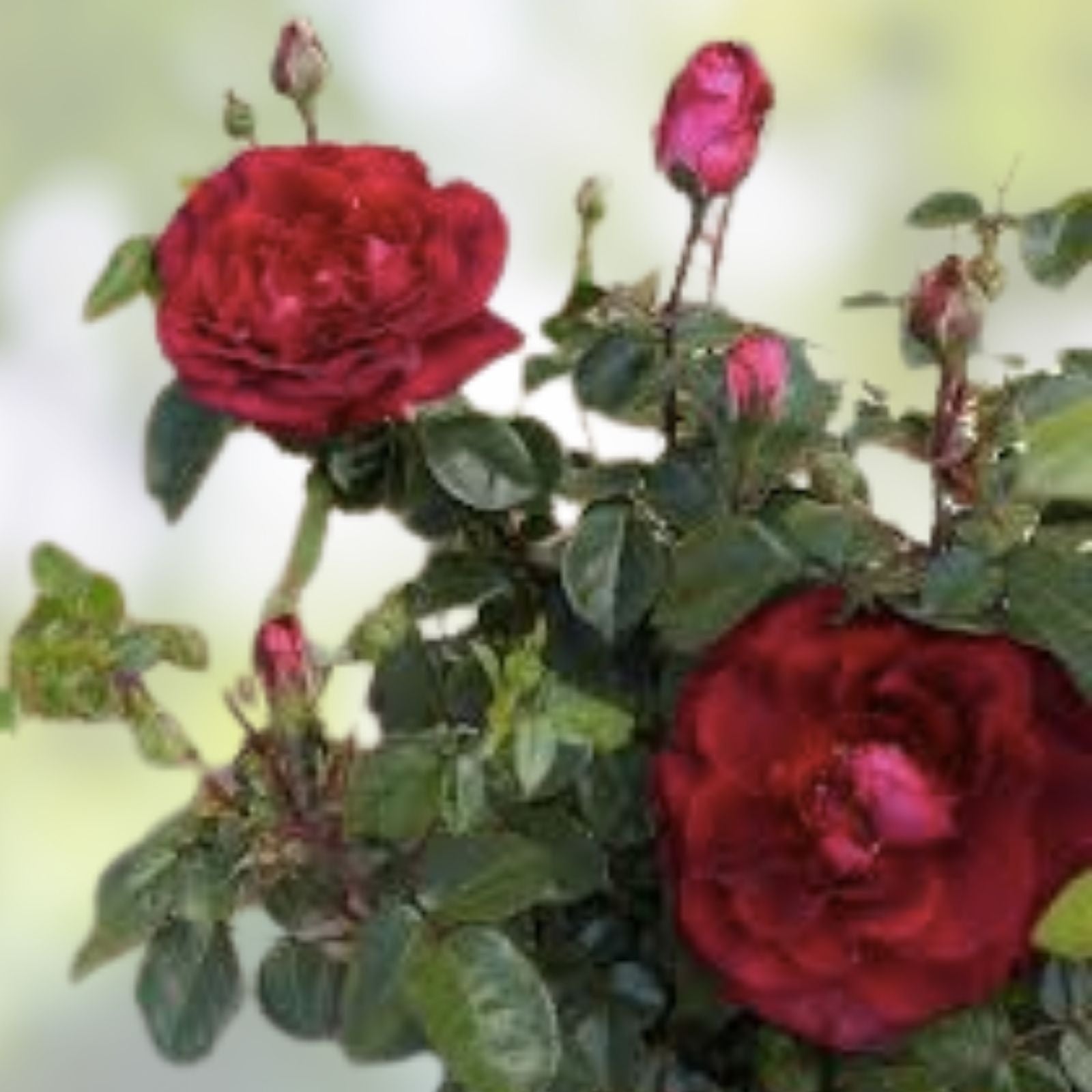 Daring Spirit Hybrid Tea Rose Cuttings 5-8" Unrooted Fresh Rosa Hybrid Garden Plant