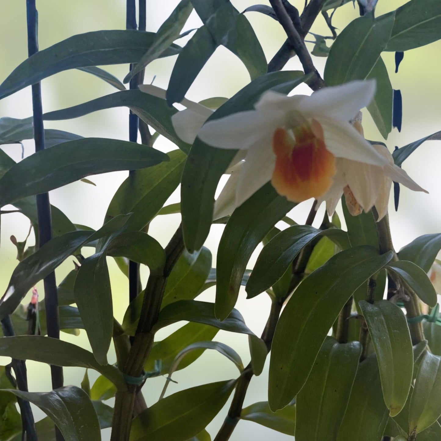 Orchid Cuttings for Propagation – Den Frosty Dawn – 5 Rootless Plant Cuttings – Gardeners and Plant Lovers