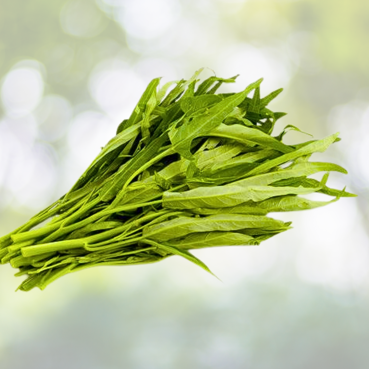 Water Spinach Seeds - 120pcs Organic Non-GMO Heirloom 'Kong Xin Cai' - Edible Vegetable (Ipomoea aquatica)