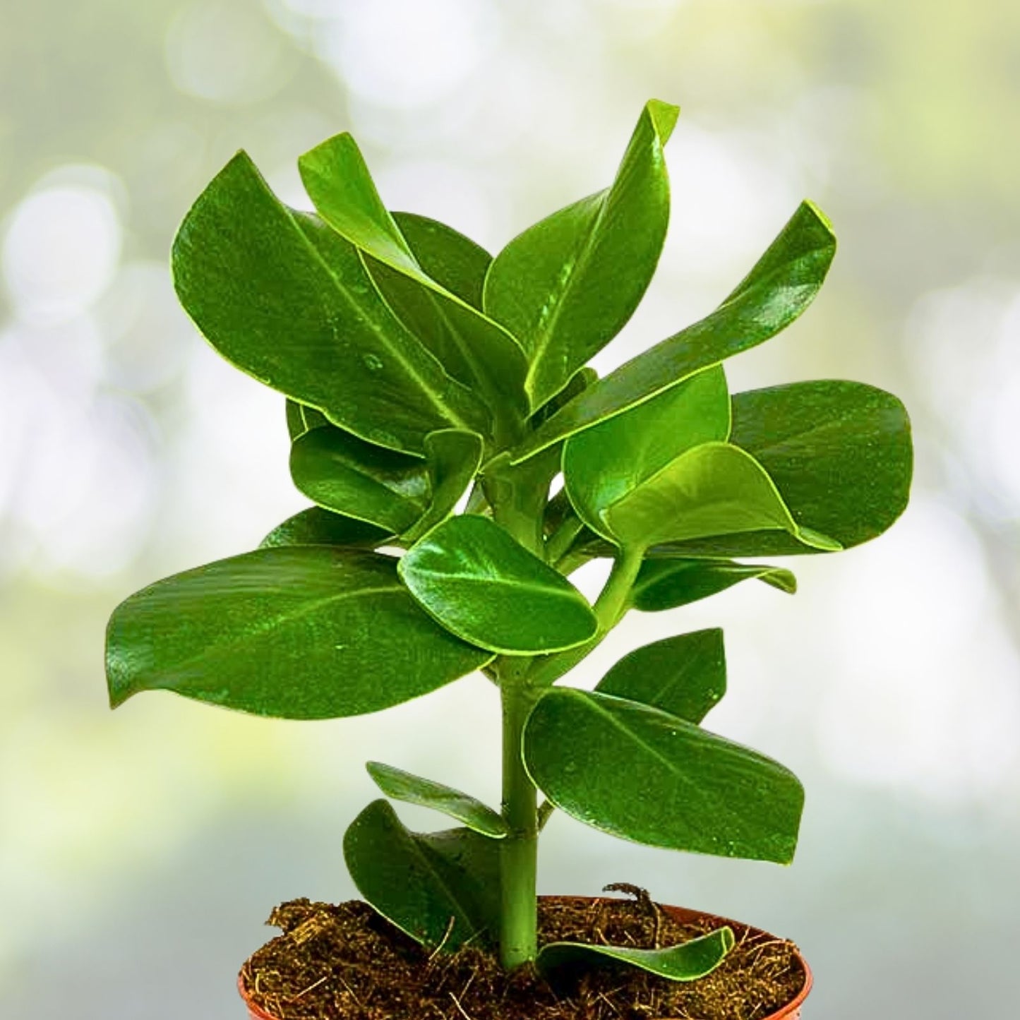 Clusia Rosea Cuttings 9-Pack, Easy Propagation, Evergreen Tropical Ornamental Plant, Autograph Tree