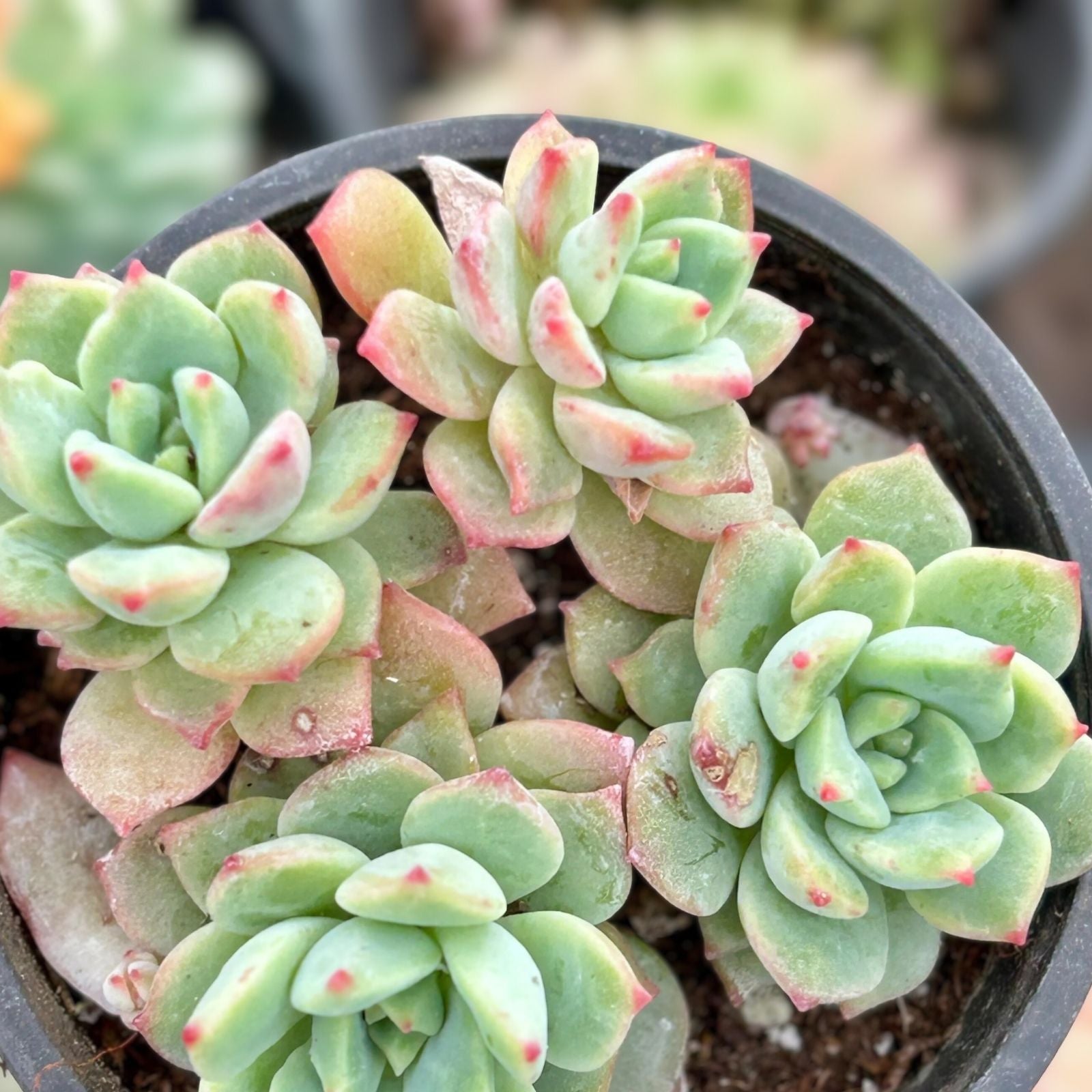 Succulent Cuttings - 5 Alice Evans Rosettes - Sedum Stonecrops - Live Plant for Arrangements and Gardens