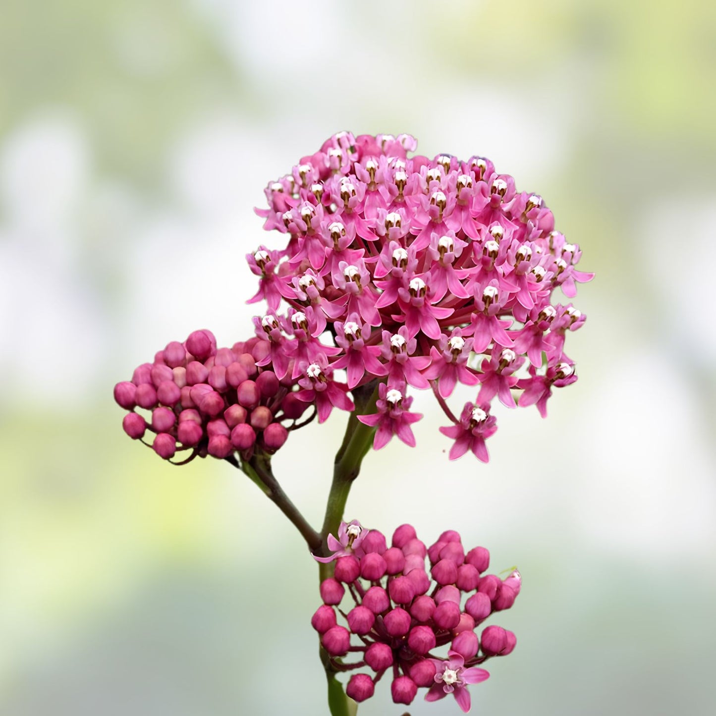 Rose Milkweed Seeds 50 Pack - Asclepias incarnata - Native Pollinator Plant for Garden and Landscape Use