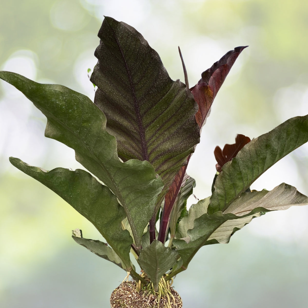 Anthurium Plant | Large Wavy Leaves | Bird's Nest Variety | Easy Care Tropical Houseplant | Anthurium hookeri
