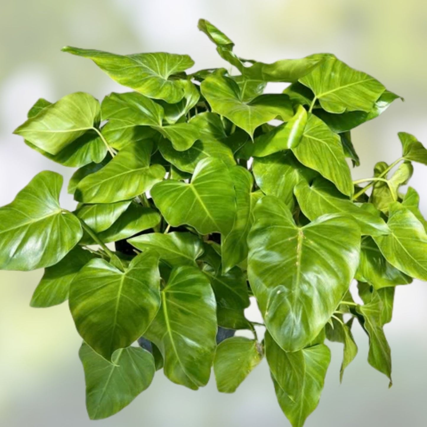 Philodendron Cutting 24” Giant Vine, Philodendron giganteum, Large TIP Cutting #21, Tropical Indoor Plant, Houseplant