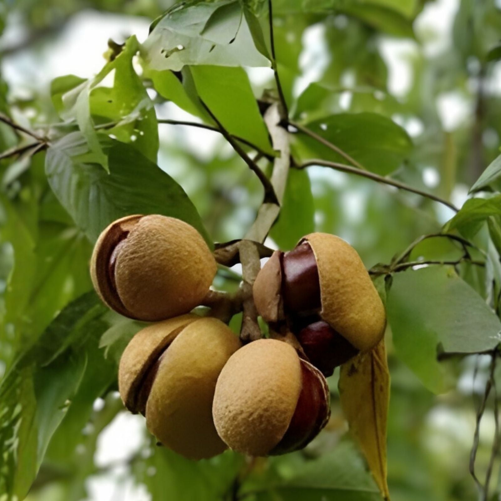Ohio Buckeye Tree Live Bareroot Plant 12-16" Aesculus glabra Native Tree for Landscape and Wildlife Gardens