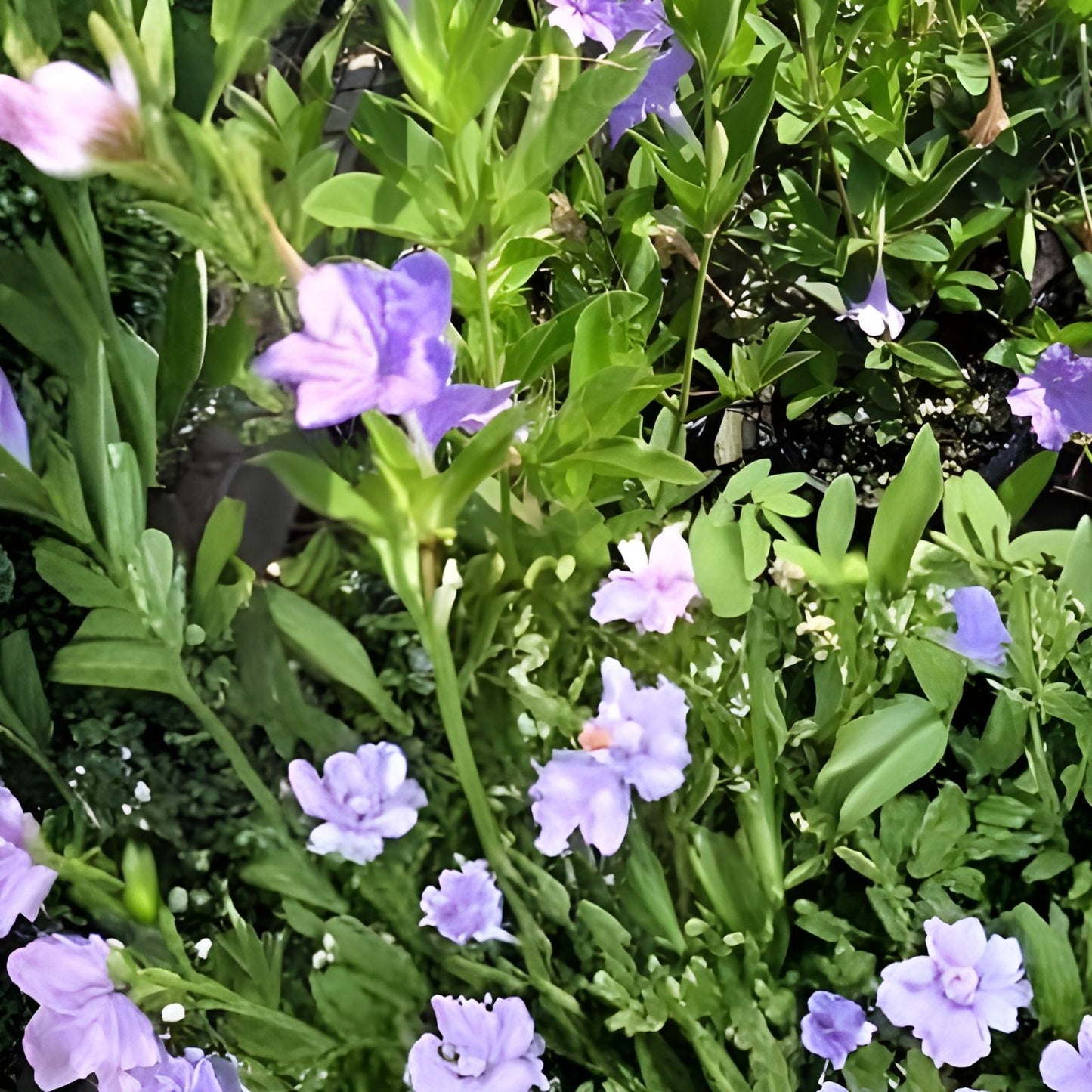 Rare Carolina Wild Petunia Live Plants 2-Pack | Native Lavender Flower | Ruellia caroliniensis | Fast Shipping