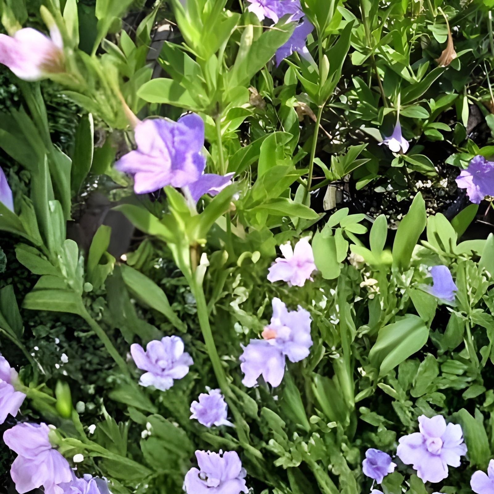 Rare Carolina Wild Petunia Live Plants 2-Pack | Native Lavender Flower | Ruellia caroliniensis | Fast Shipping