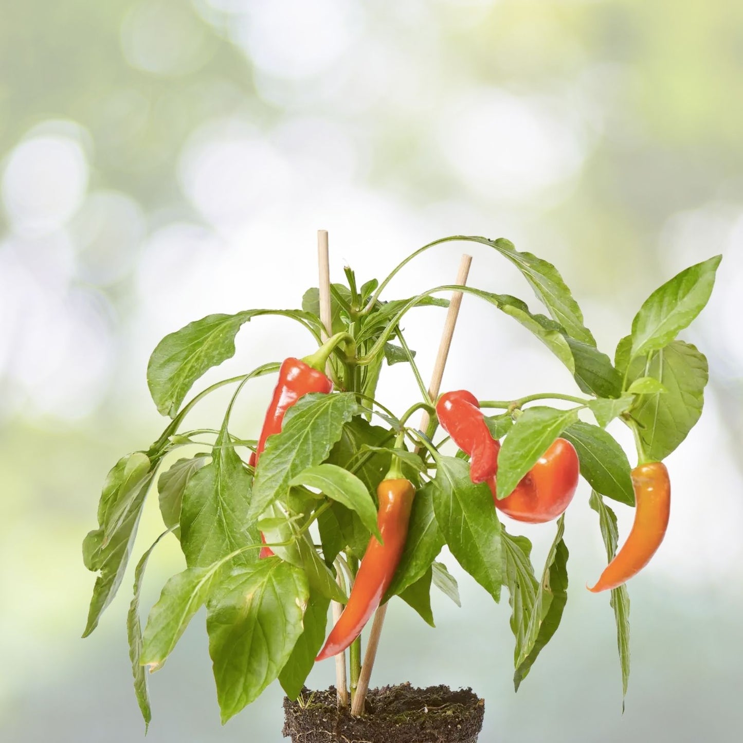 Cayenne Hot Pepper Seeds | Long Slim | Non-GMO Heirloom | Fresh Garden Seeds | Capsicum annuum