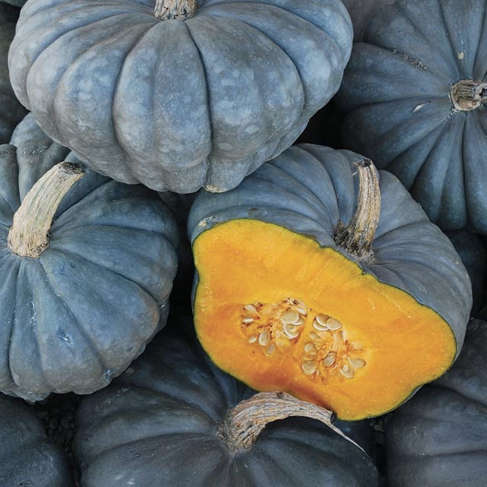 Queensland Blue Pumpkin Seeds 10 Pack | Easy to Grow Cucurbita maxima | Blue Flesh Pumpkin Seeds for Gardening