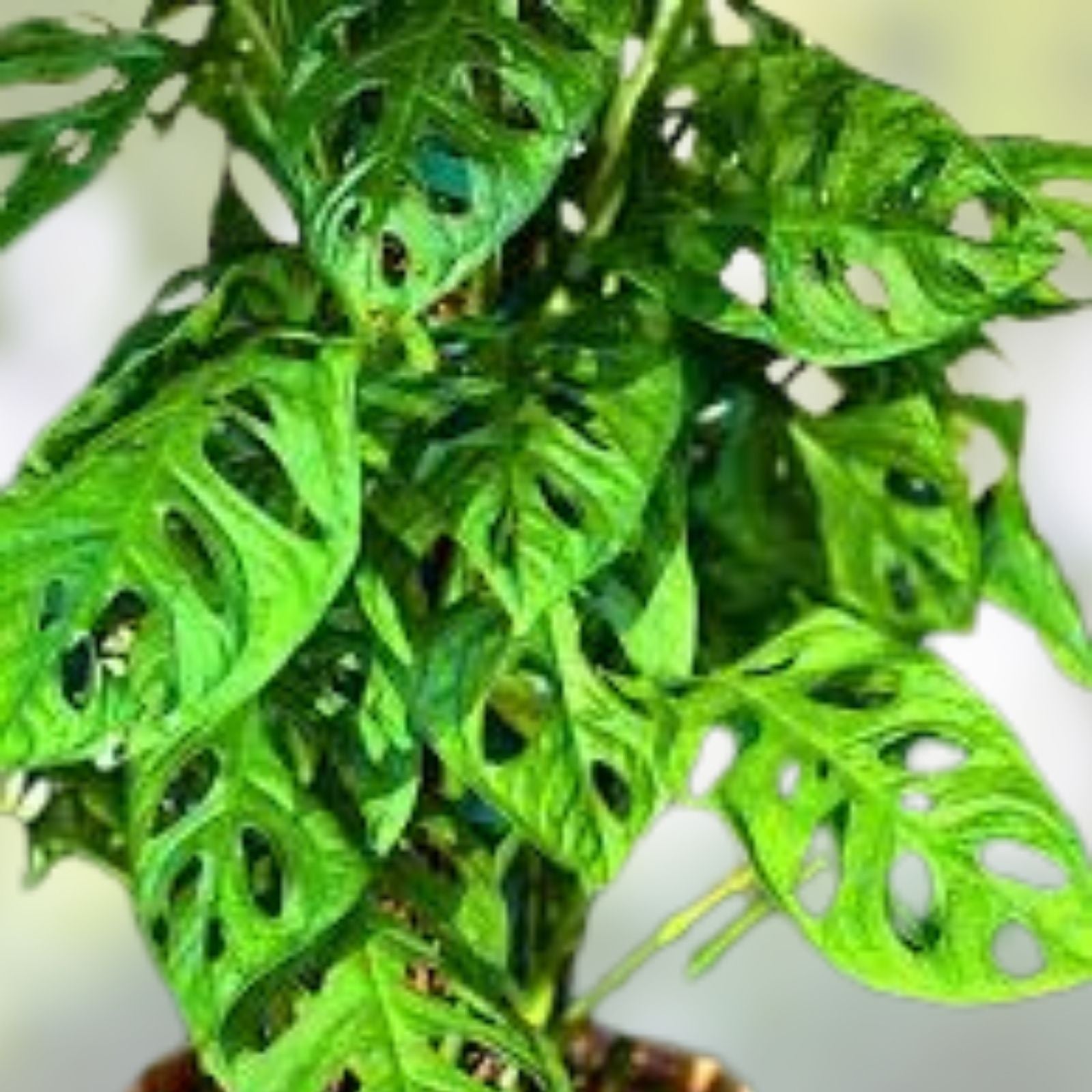 Monstera Plant Cutting Swiss Cheese Variety Rooted Indoor Houseplant Monstera adansonii