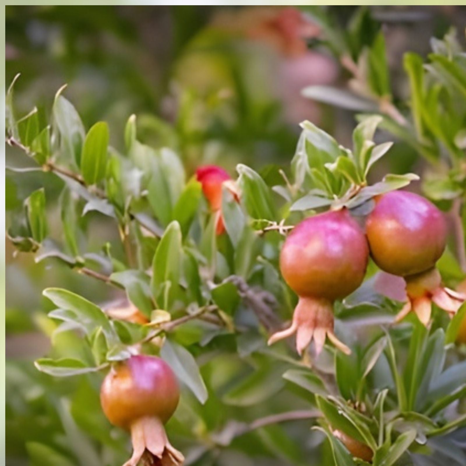 Ornamental Pomegranate Cuttings 10 Pcs Peach Color Punica granatum Garden Plant Propagation