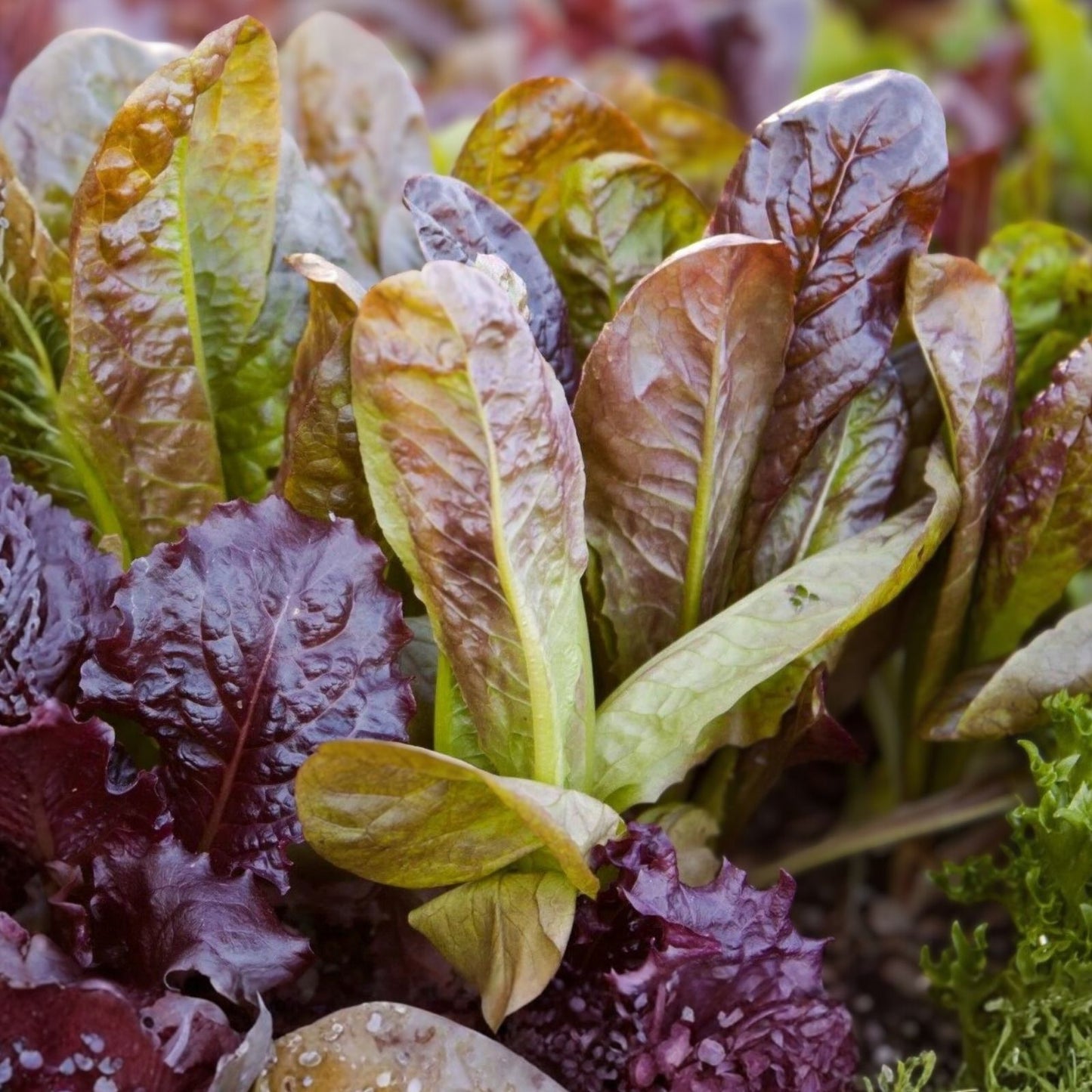 Heirloom Red Romaine Lettuce Seeds – Non-GMO, 50+ Lactuca sativa Garden Planting Seeds