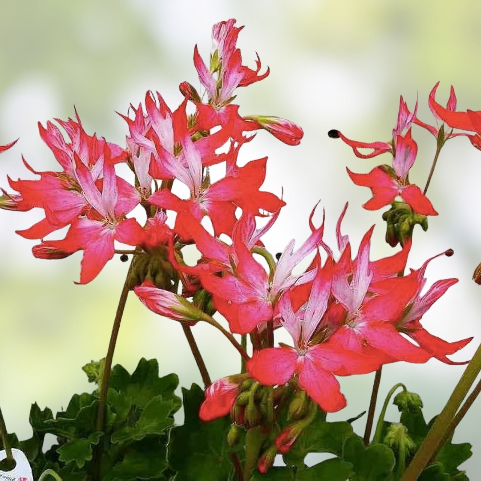 Geranium Cuttings 6" Live Pelargonium Fireworks Red Unrooted Flower Plant for Gardening and Landscaping