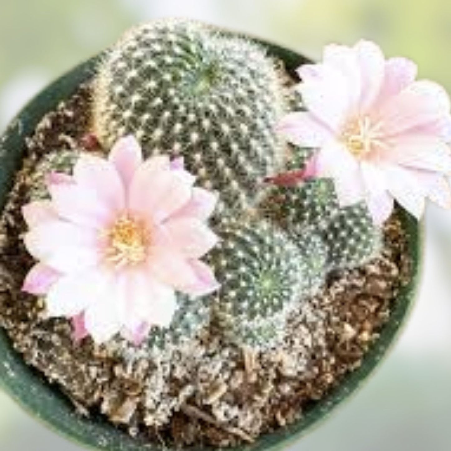 Rebutia Narvaecensis Cactus Plant | Live Succulent | Small Size | Real Cacti for Home Decor