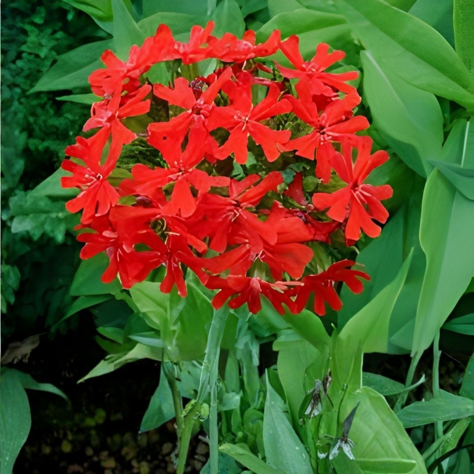 Maltese Cross Flower Seeds 50 Pack - Lychnis Chalcedonica Red Perennial Garden Plants for Planting