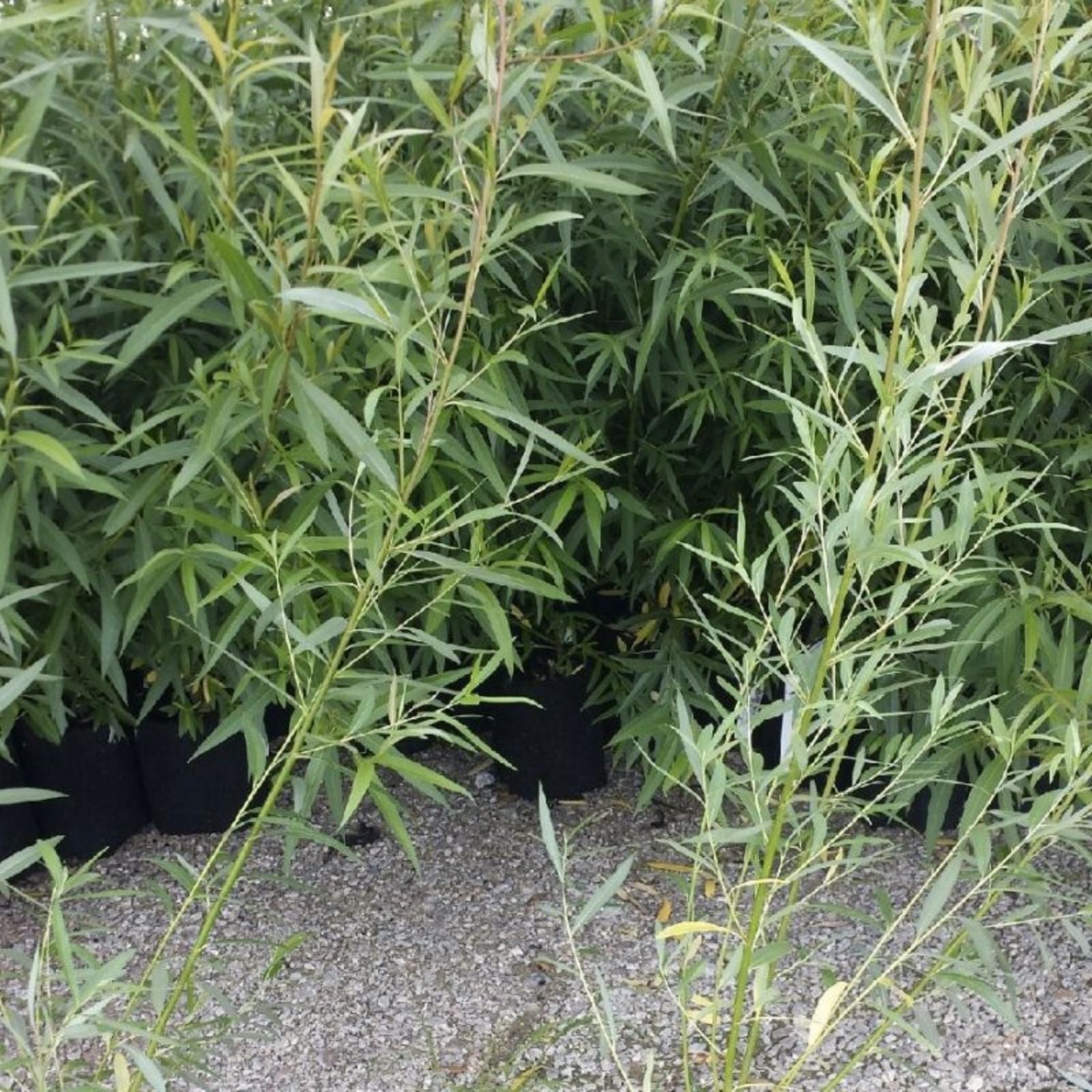 Jumbo Hybrid Willow Cuttings 5/8 to 1 inch Thick Salix X. Fast Growing Live Plant for Landscaping and Privacy Screening