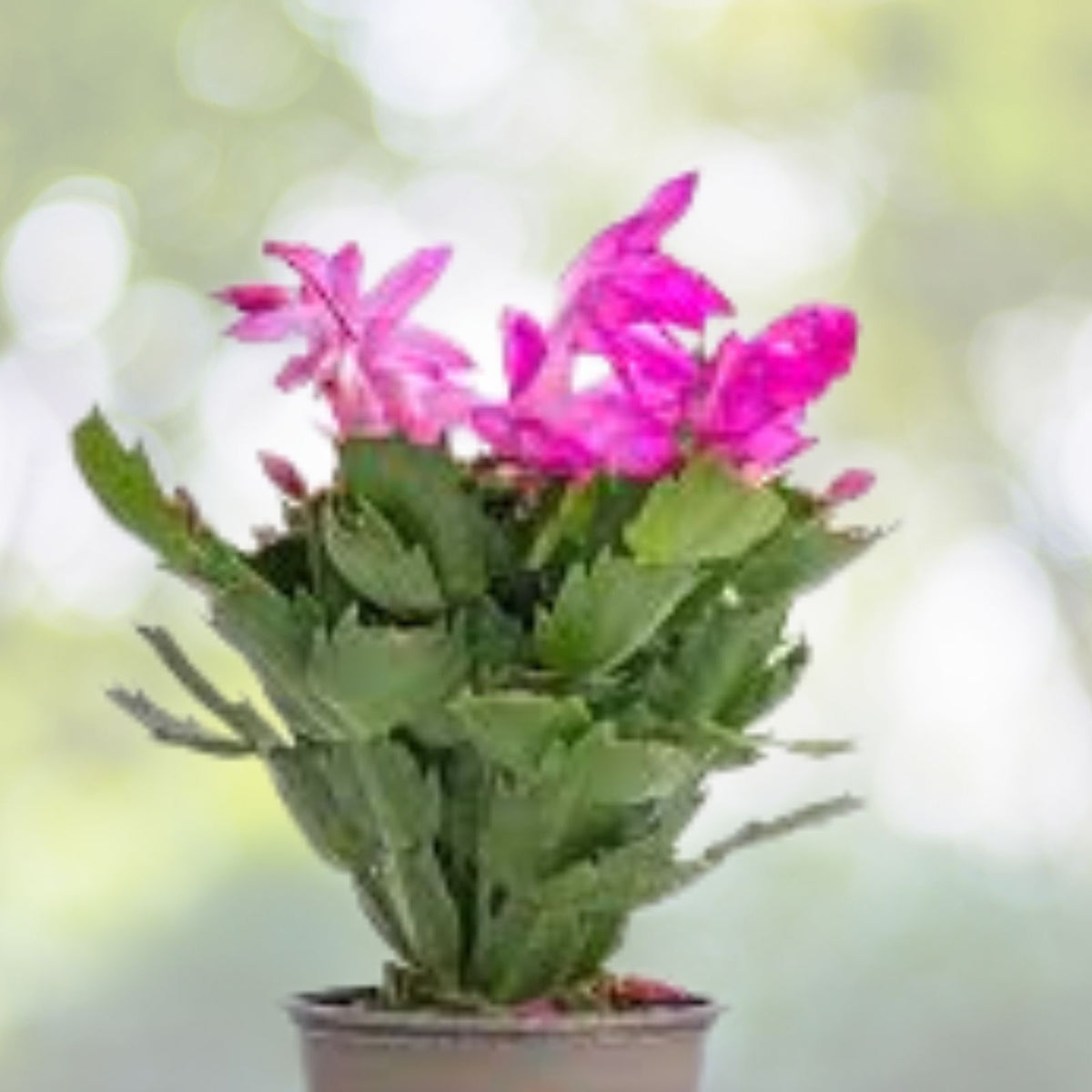 Pink-Thanksgiving-Cactus-Plant-3-Inch-Pot-Holiday-Cactus-Schlumbergera-truncata