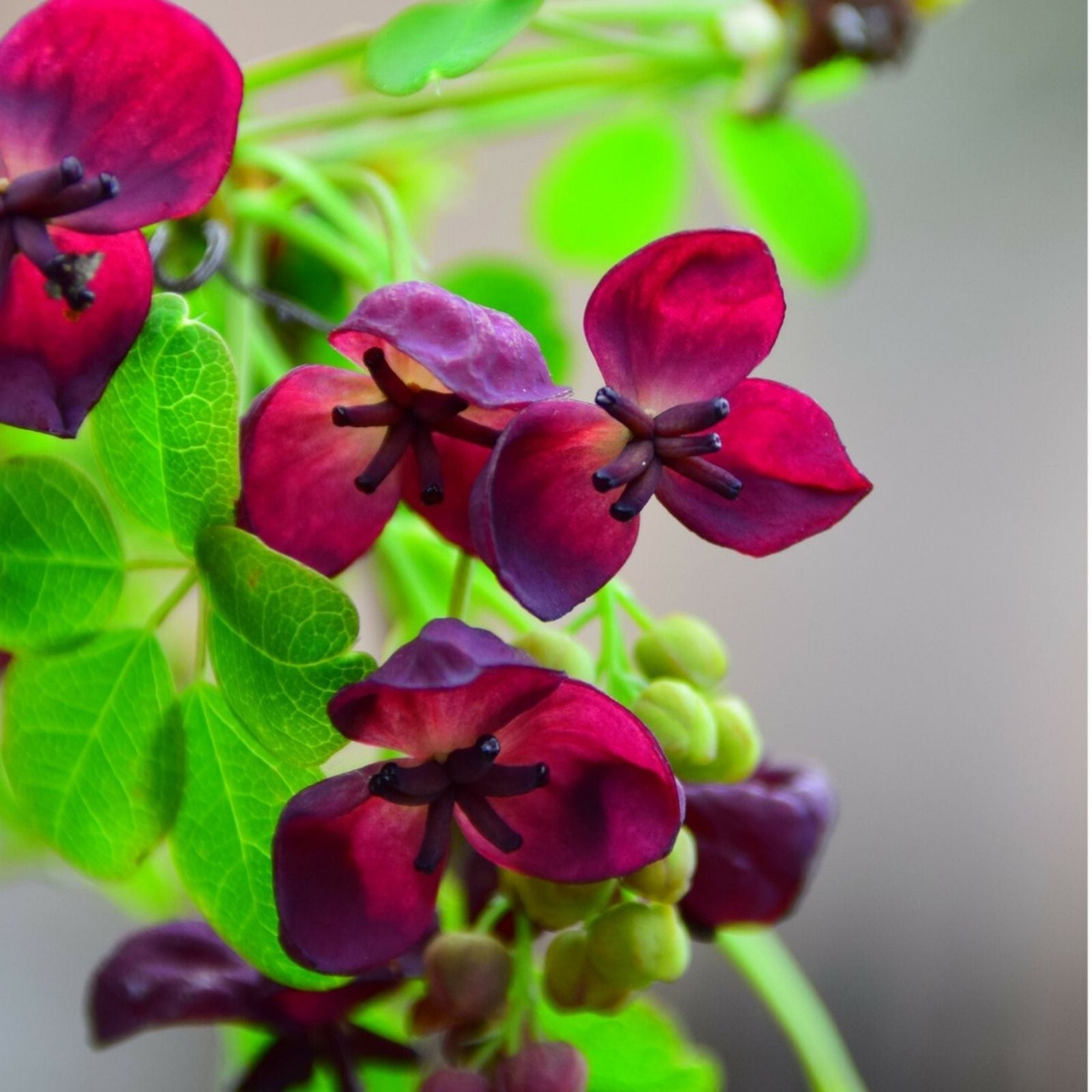 Exotic Chocolate Vine Seeds 15 Pack - Akebia quinata Five Leaf Vine for Planting, Ornamental Climbing Plant, Garden Decor