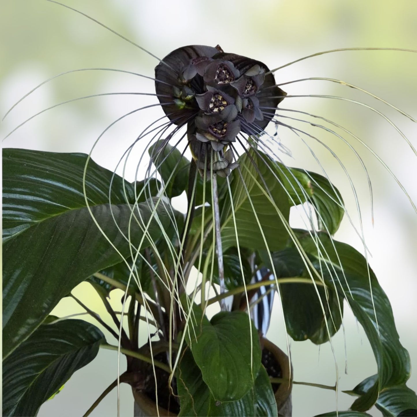 Black Bat Flower Plant - Small Rooted Starter - Tacca chantrieri - Exotic Black Lily for Indoor Gardens