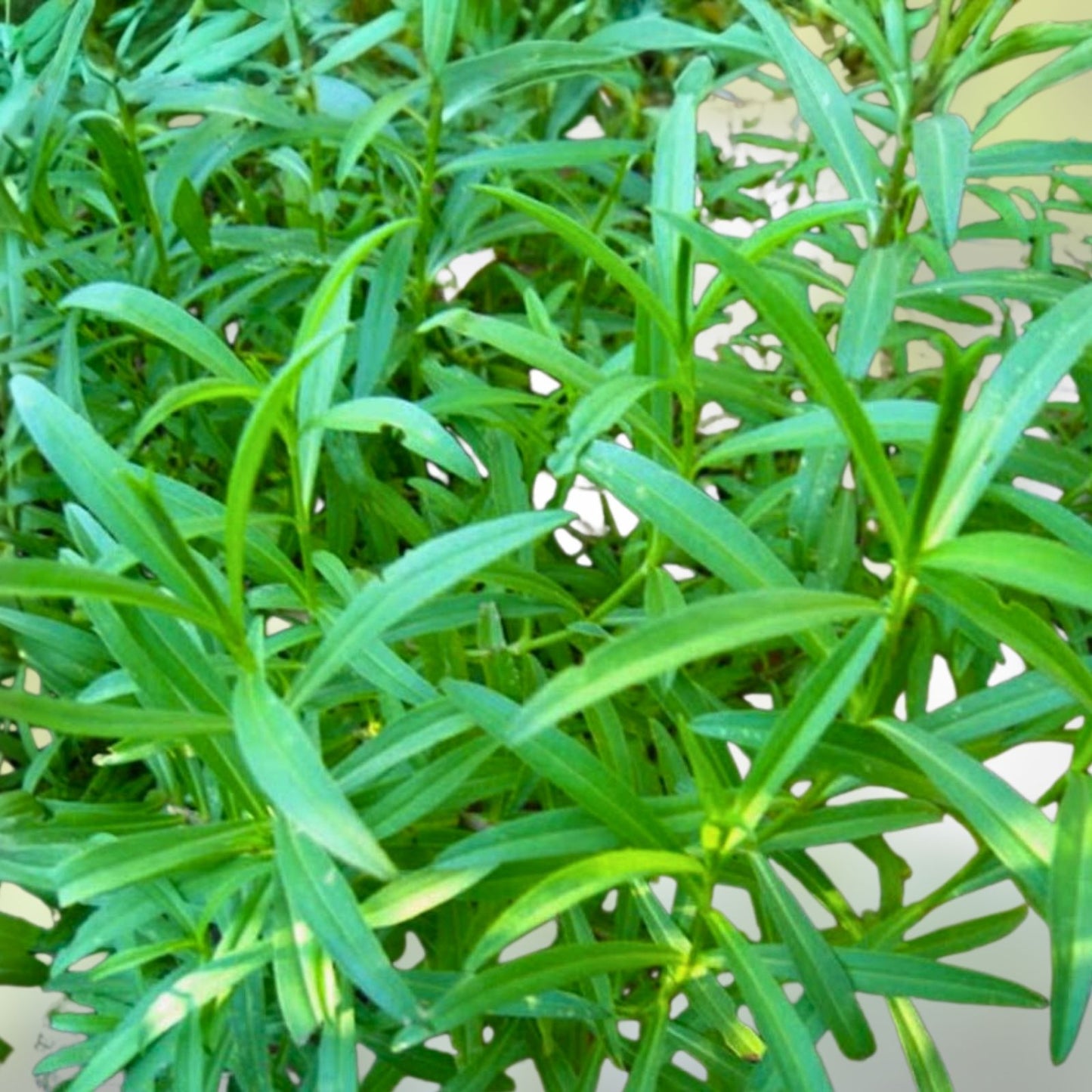 Tarragon Seeds 500 Heirloom Non-GMO Herb Seeds for Spice Gardening Artemisia dracunculus