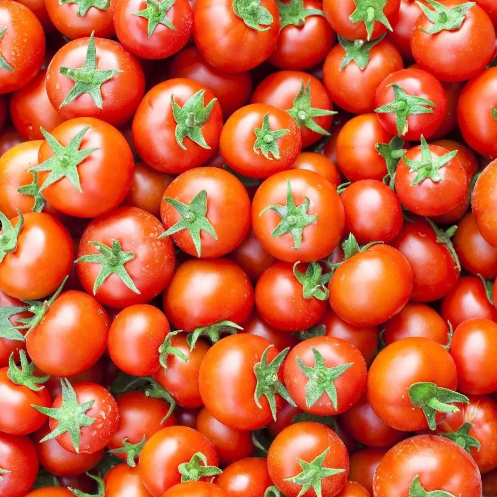 Tomato Seeds 1000 Count Chef's Choice Red Heirloom Solanum lycopersicum Heavy Producer Vining Plant