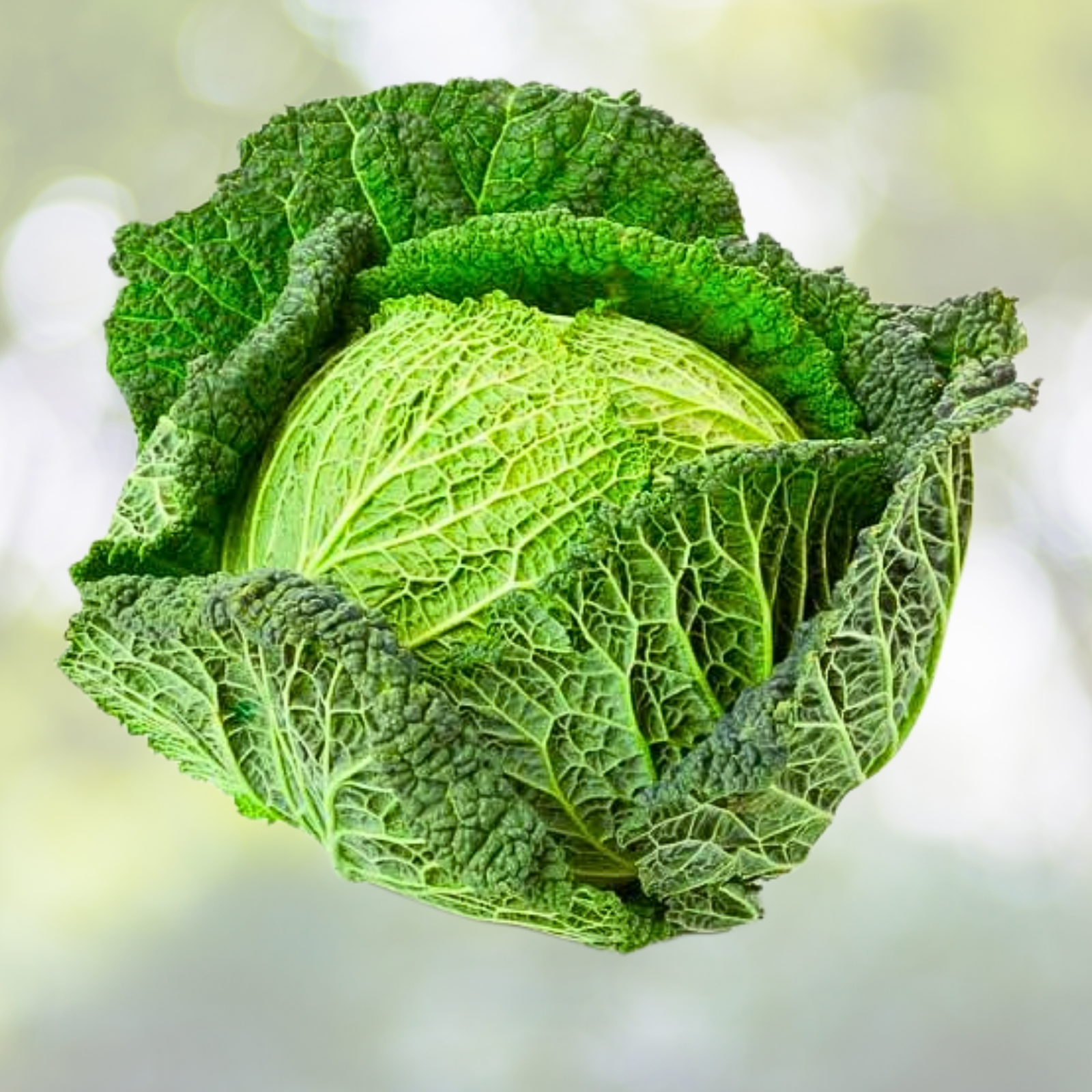 Savoy Cabbage Seeds - 500 Non-GMO Italian Variety for Minestrone Soup - Brassica oleracea var. sabauda