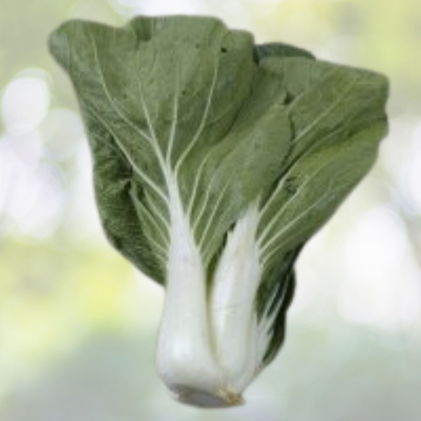 200+ Chinese Cabbage Seeds F1 Hybrid Big Heading Bok Choy - Brassica rapa var. chinensis