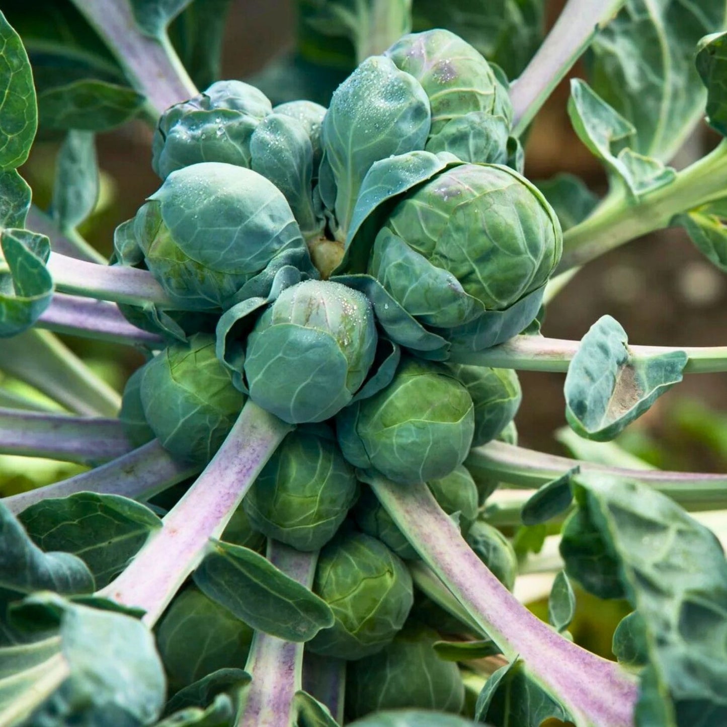 Brussels Sprout Seeds 500 Count Churchill Heirloom Non-GMO Brassica oleracea Vegetable Seeds