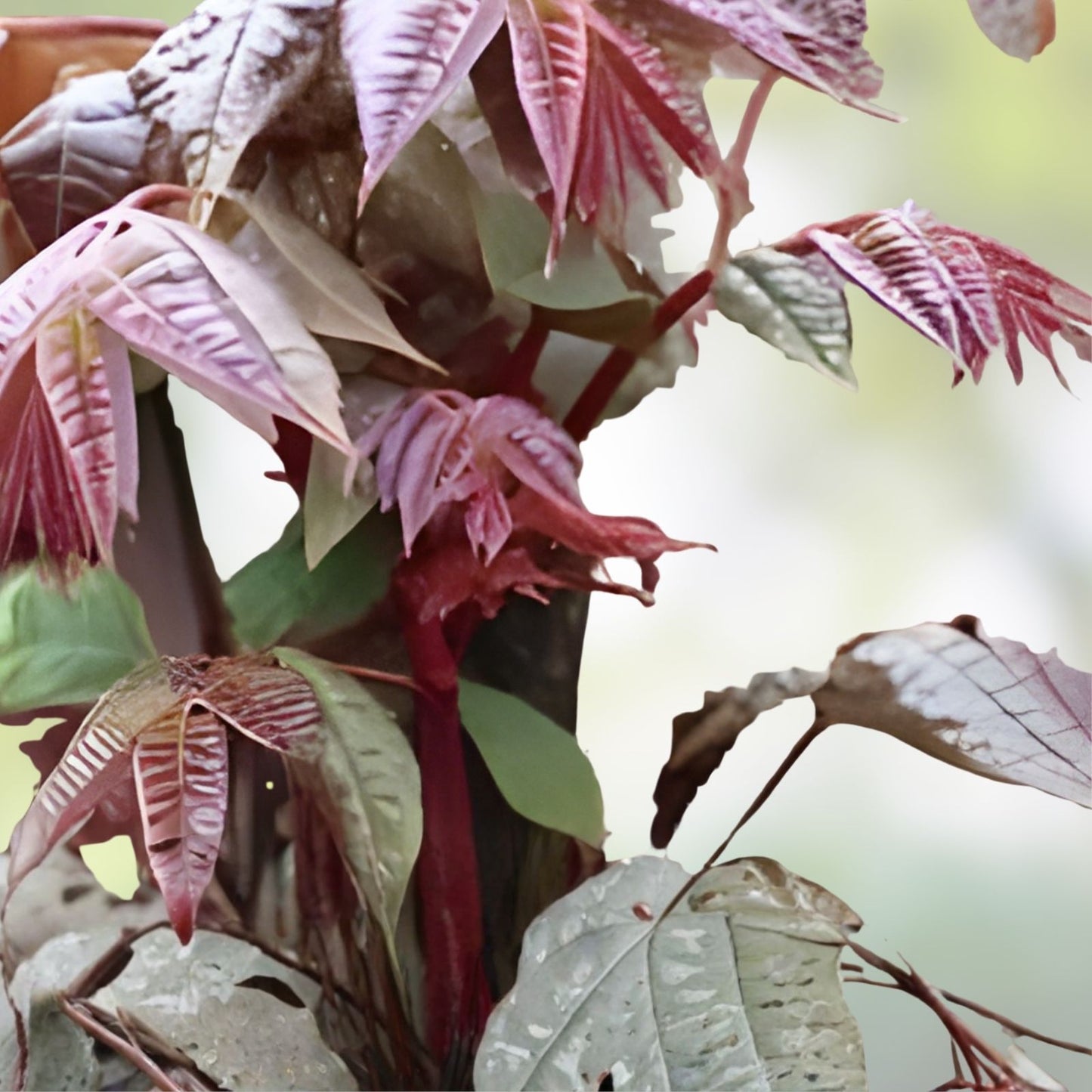 Chinese Toon Tree Seeds 30 Pack Rare Pink Leaves Sapindus mukorossi Edible Tree Plant Seeds