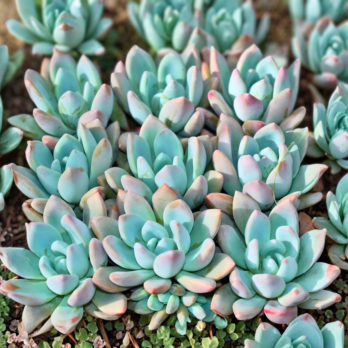 Succulent Plant 2-4" Crassula 'Moon Glow' Fuzzy Teardrop Leaves - Crassula mesembryanthemoides