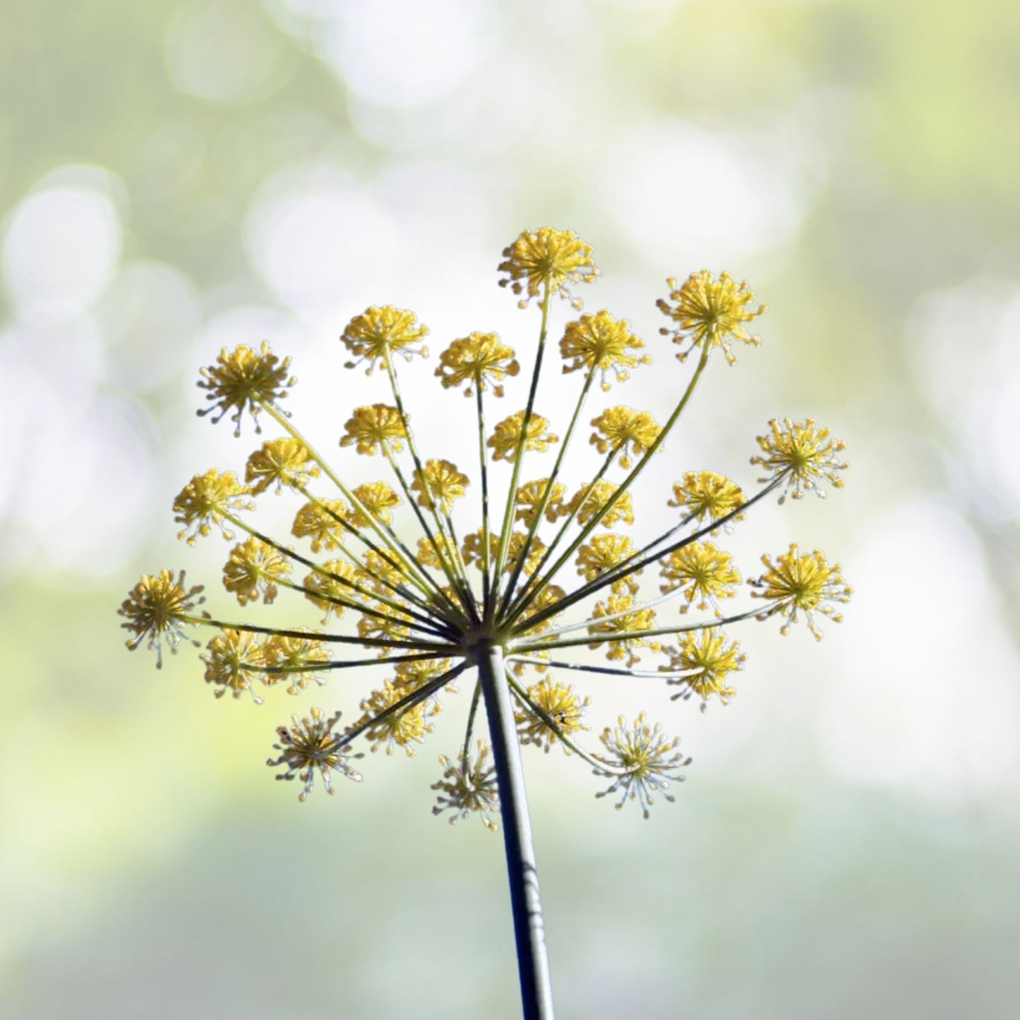 Anise Herb Seeds - 300+ Seeds - Pimpinella Anisum - Medicinal & Culinary Spice