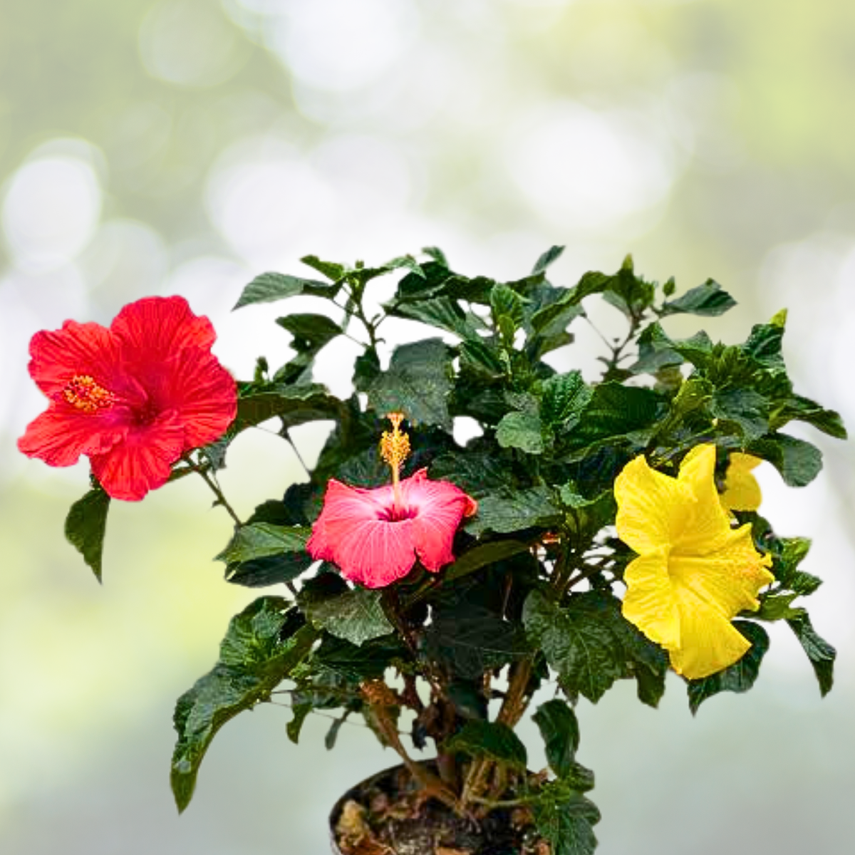 30pcs Multicolor Hibiscus Seeds - Rare Non-GMO Heirloom Variety - Hibiscus rosa-sinensis for Home Garden Planting