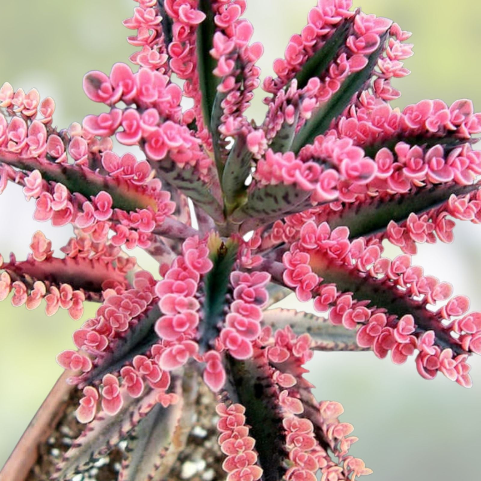Kalanchoe Cuttings Collection – 5 Varied Shapes and Colors Succulent Plants – Easy to Grow Succulents