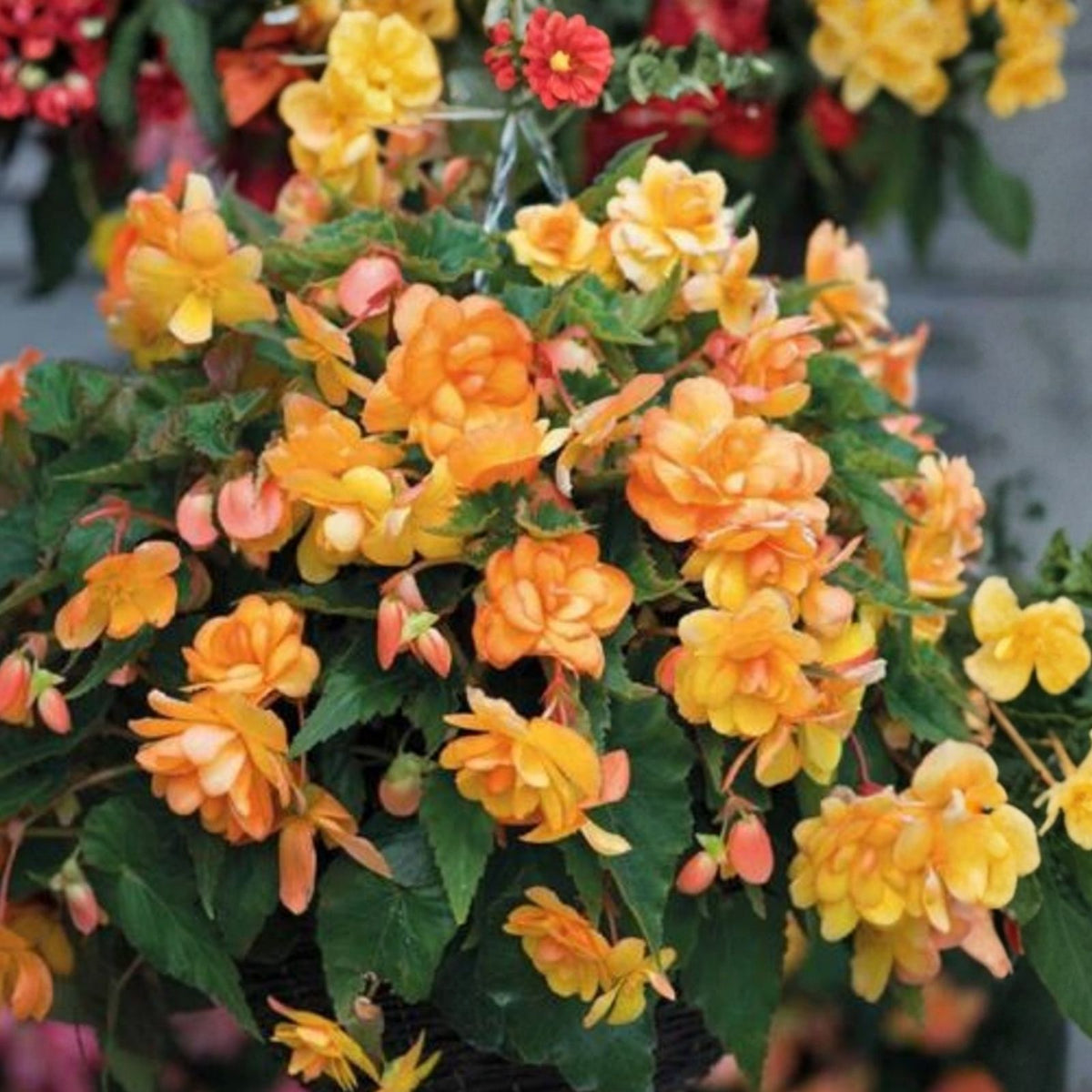 Begonia Seeds 45/125 Non-GMO Saffron Sparkle Vibrant Flower Seeds for Gardens Begonia x tuberhybrida