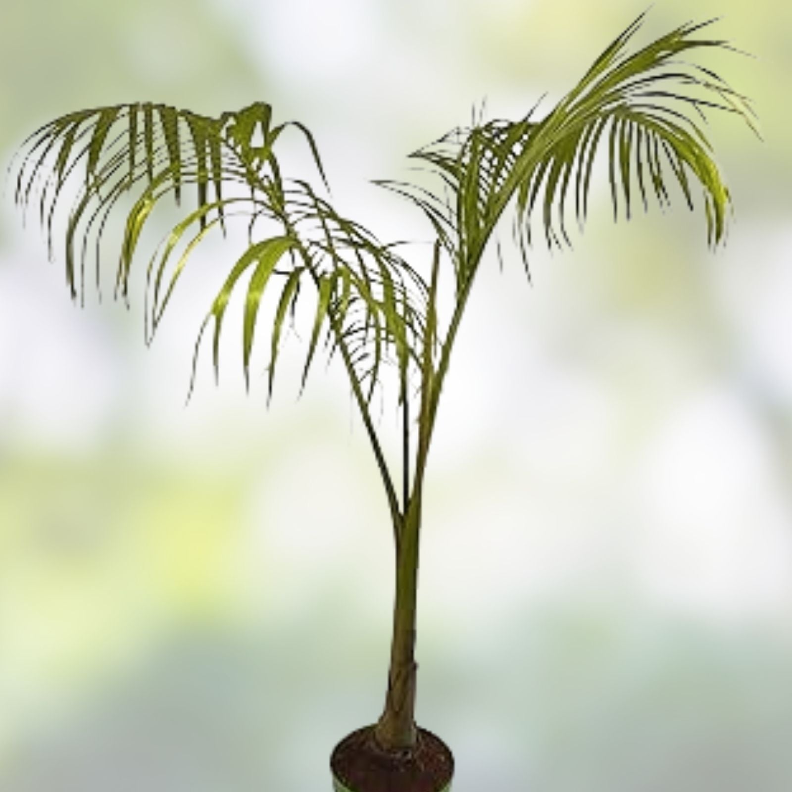 Queen Palm Tree Sapling, Live 3+ Year Old, Archontophoenix alexandrae, Tropical Indoor Outdoor Plant