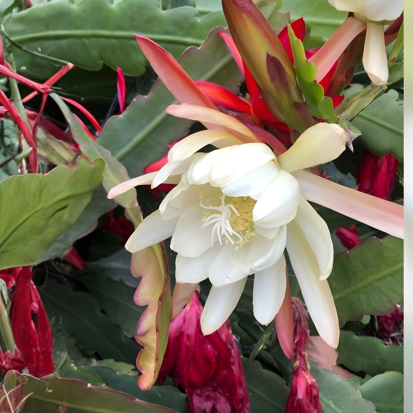 Epiphyllum Cutting Lothario Orchid Cactus Don's Cuttings Unique Houseplant Variety