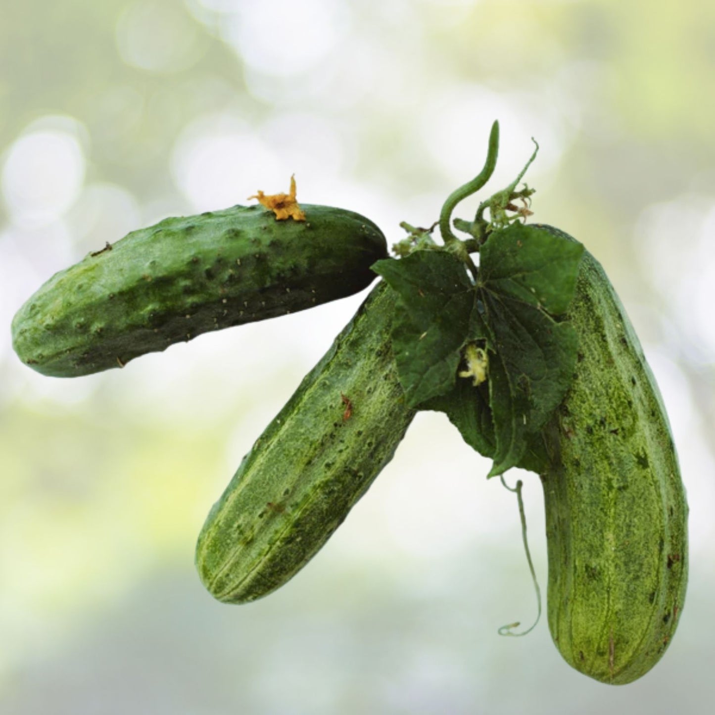 Spacemaster Cucumber Seeds - 25+ Bush Variety for Container Gardening - Cucumis sativus - USA Grown
