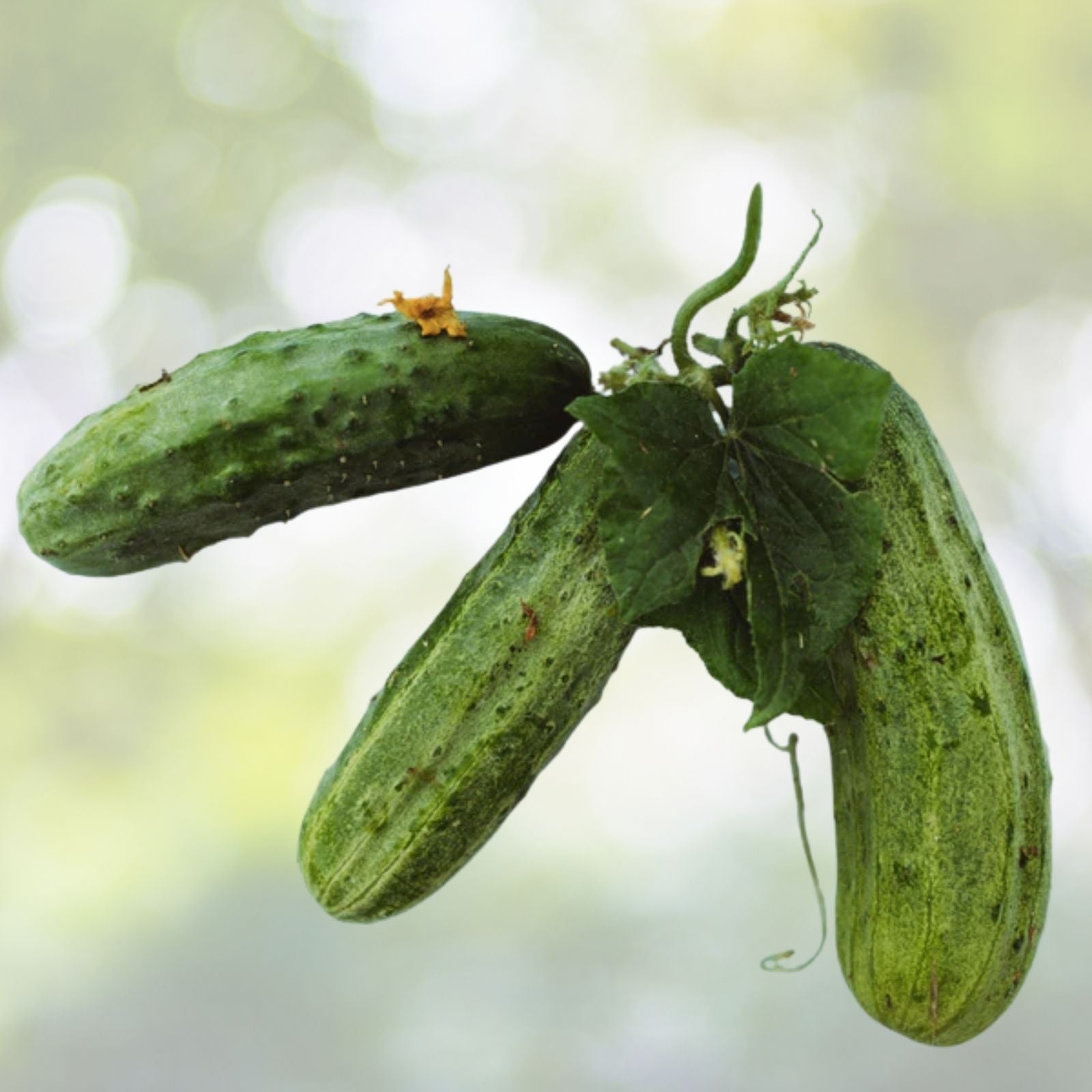 Spacemaster Cucumber Seeds - 25+ Bush Variety for Container Gardening - Cucumis sativus - USA Grown