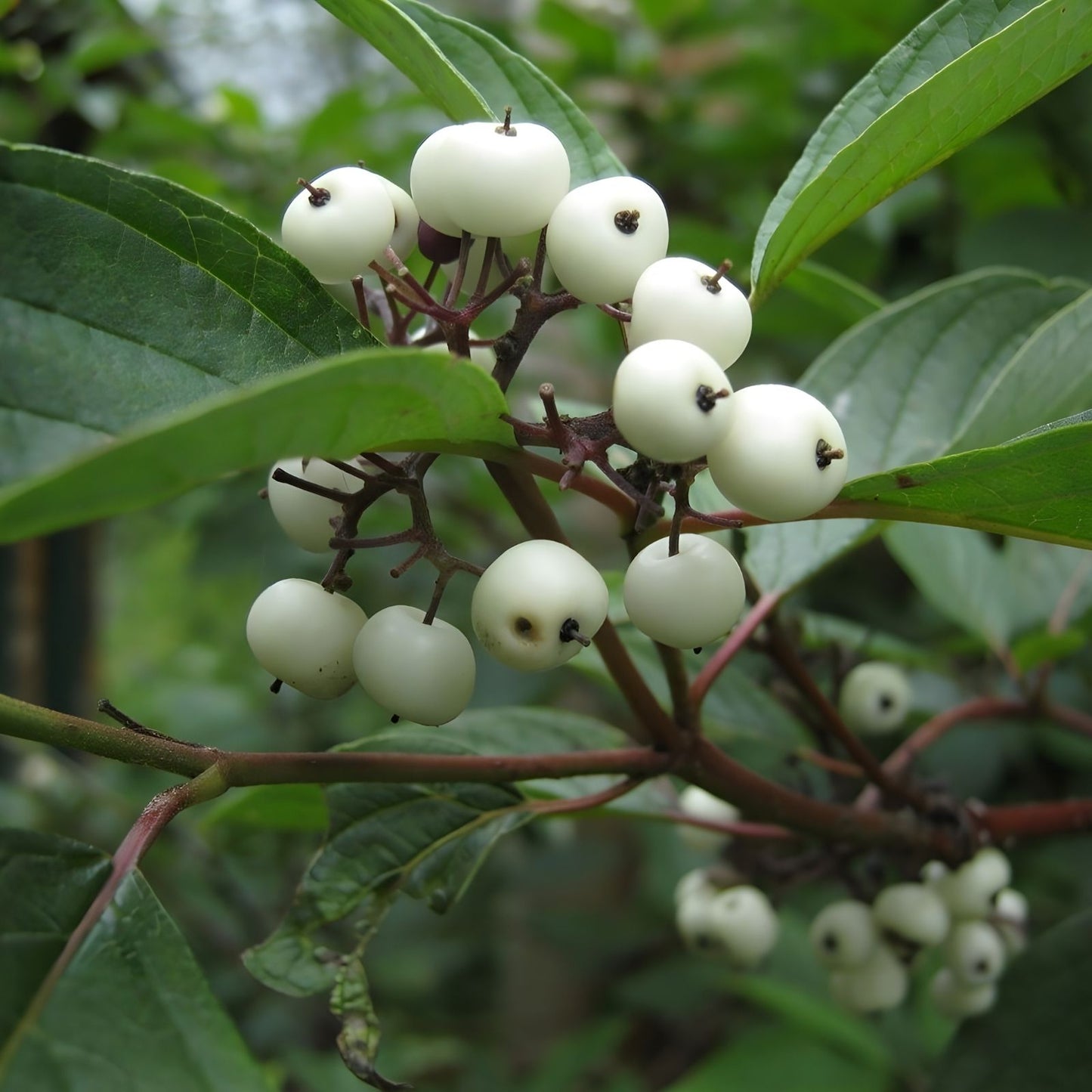 Siberian Dogwood Seeds 50 Count - Cornus alba, Tatarian Dogwood, Hardy Ornamental Shrub for Gardens