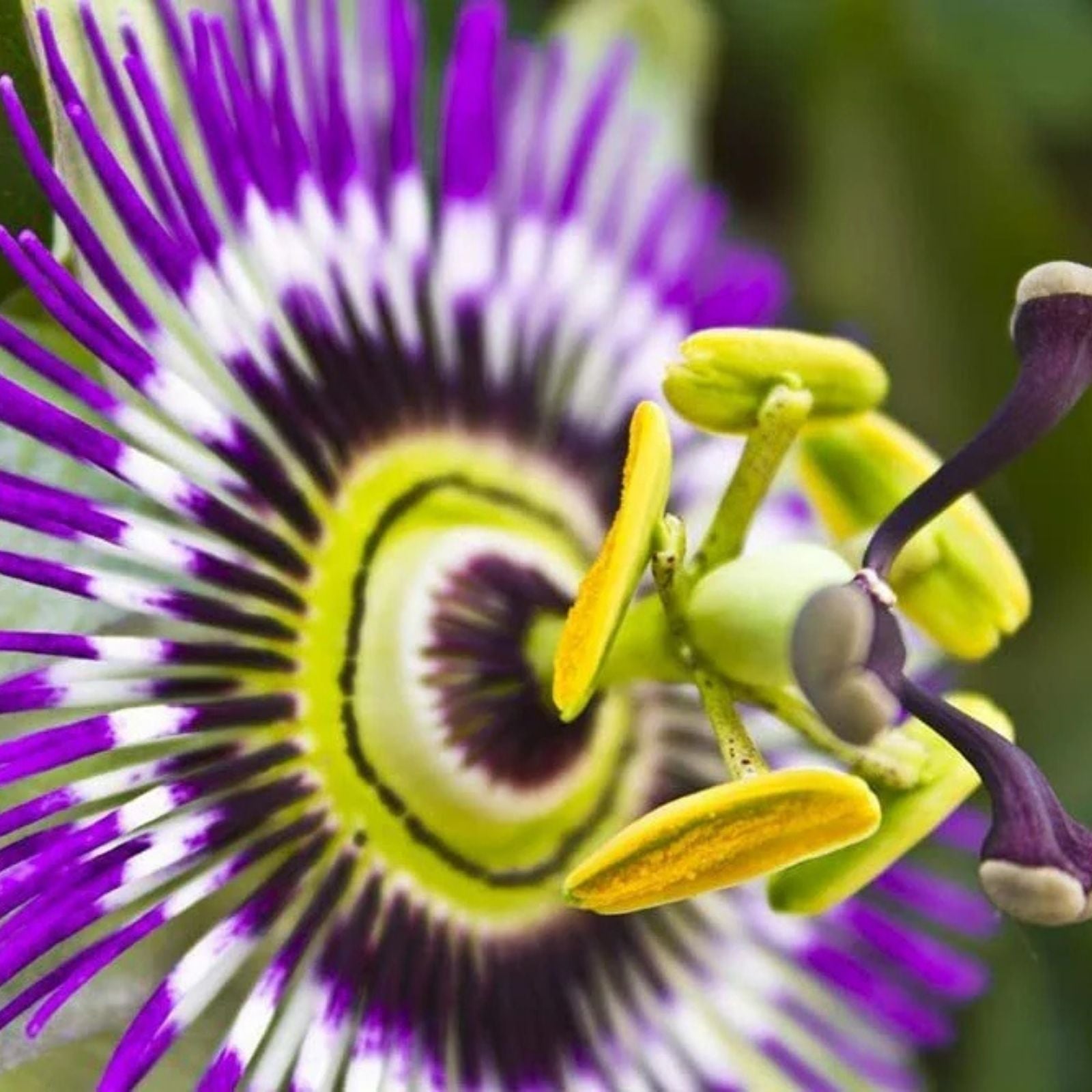 Passion Flower Seeds - 50+ Seeds for Planting - Vine Variety for Bonsai - Passiflora spp.