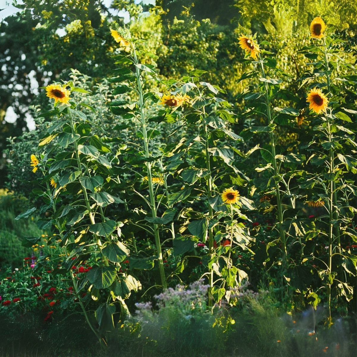 Skyscraper Sunflower Seeds | 20 Rare Exotic Seeds for Planting | Helianthus annuus