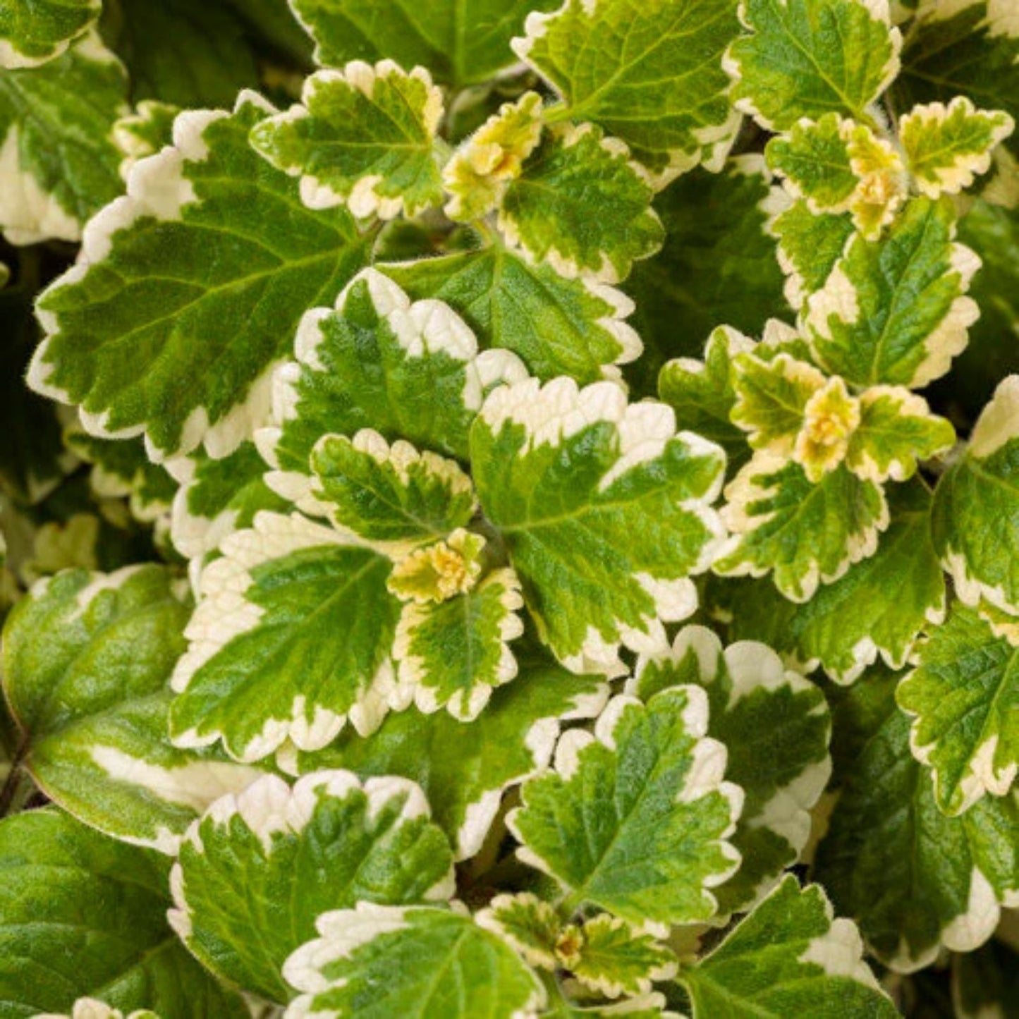 Succulent Cuttings 4" Variegated Plectranthus Coleoides Swedish Ivy Live Plants Set of 3