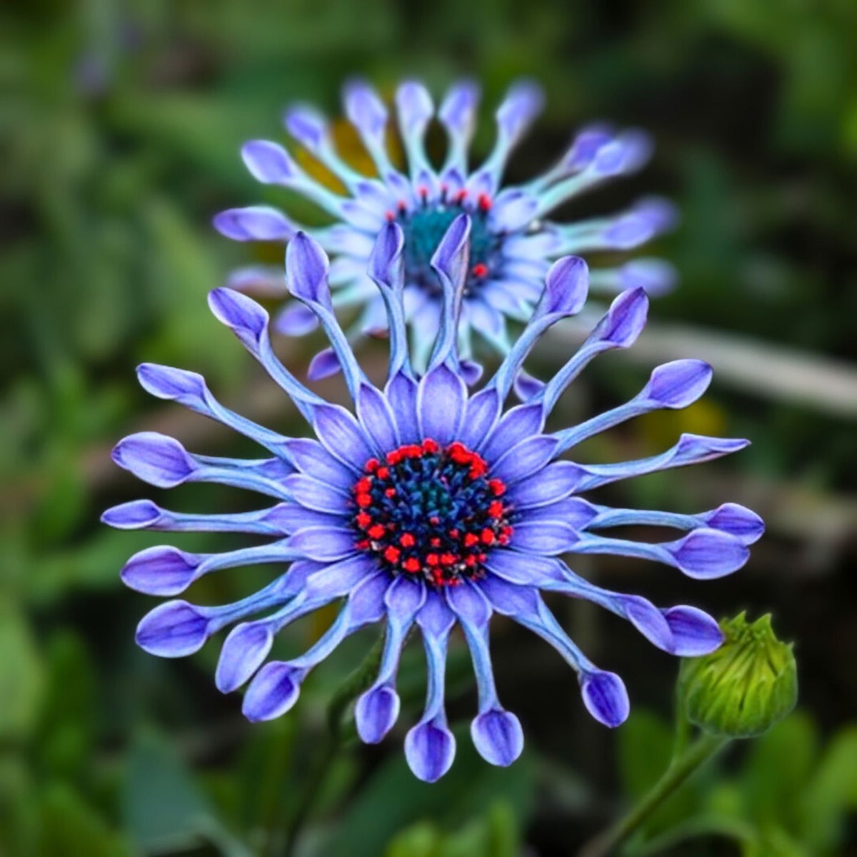 Blue Daisy Plant - 12-18 Inches - Well-Established Roots - Asteraceae Family - Hardy Perennial - Ideal for Gardens