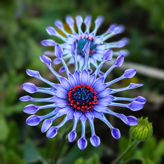 Blue Daisy Plant - 12-18 Inches - Well-Established Roots - Asteraceae Family - Hardy Perennial - Ideal for Gardens