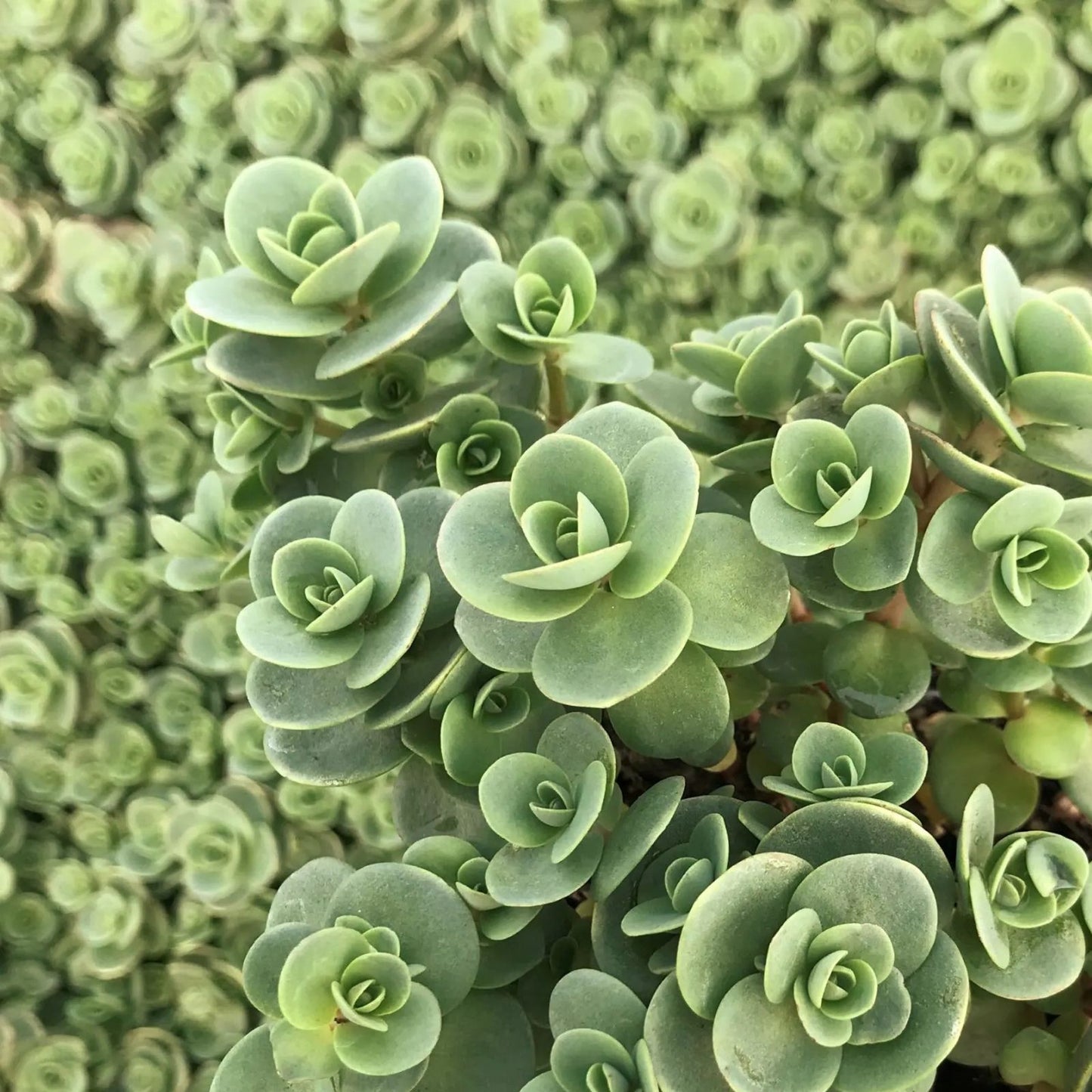 SunSparkler® Sedum 'Lime Zinger' Succulent Live Plant 4" Bare Roots, Drought-Tolerant Ground Cover, Hardy Perennial for Garden