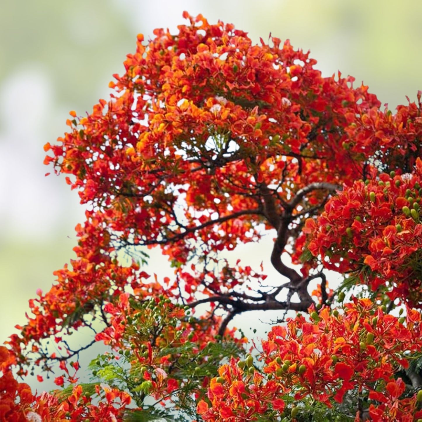 Flamboyant Flame Tree Seeds | 20 Seeds | Delonix regia | Bonsai Cultivation, Ornamental Tree, Tropical Plant Seeds