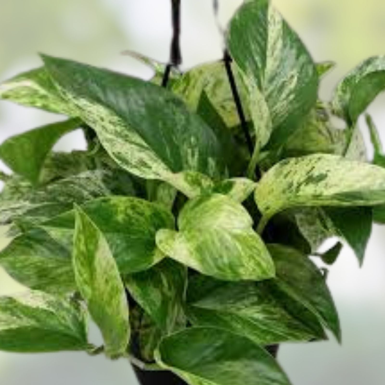 Marble Queen Pothos Live Plant - Variegated Air Purifying Houseplant - Epipremnum aureum - Indoor Plant, Green and White Foliage