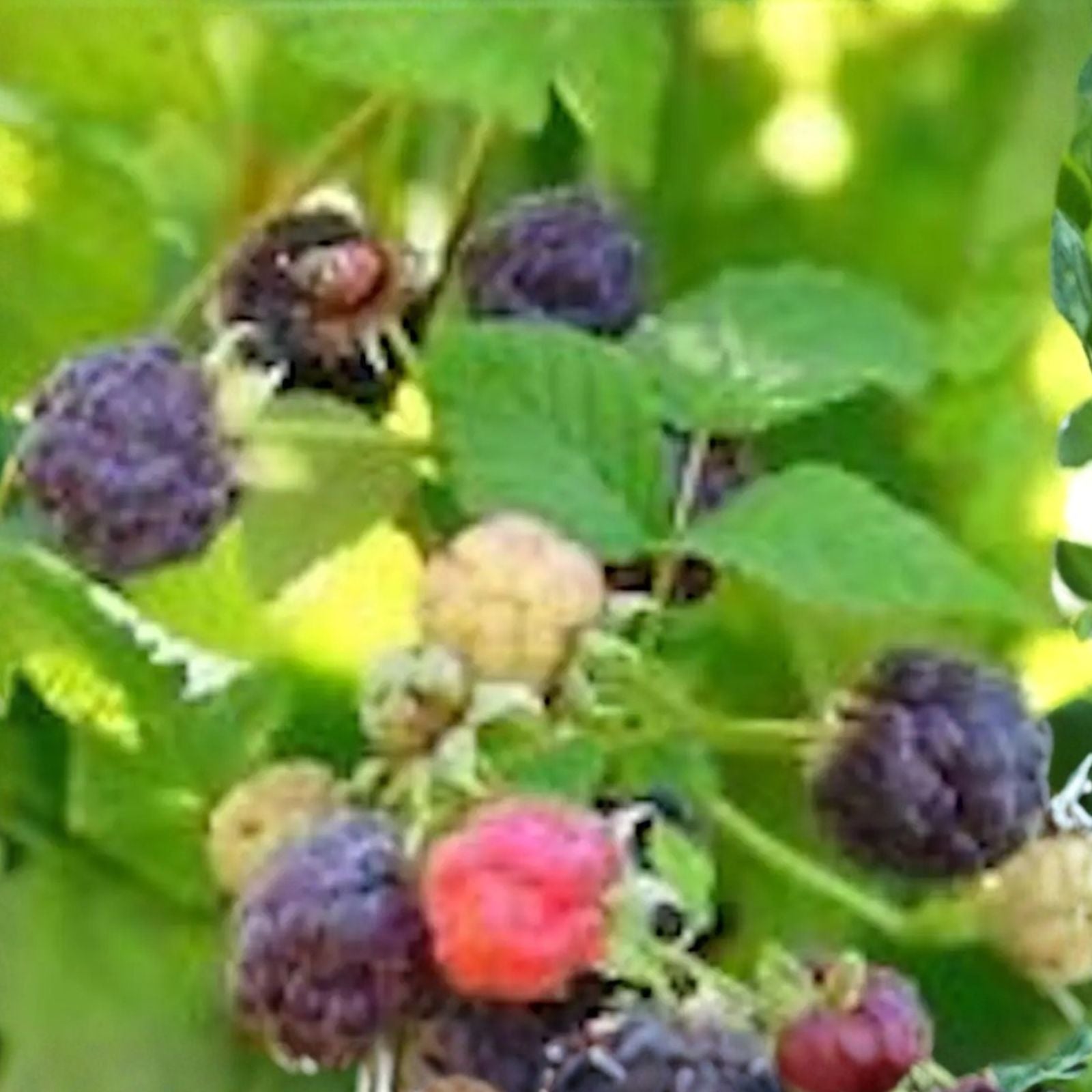 Thornless Glencoe Raspberry Plants - 10 Bare Root Starter - Purple Fruit - Rubus idaeus